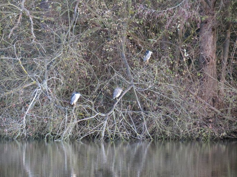 Herons bihoreaux